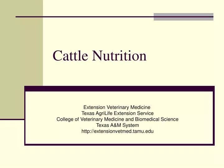 cattle nutrition