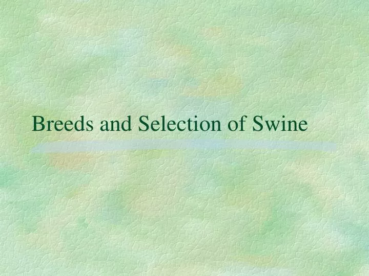 breeds and selection of swine