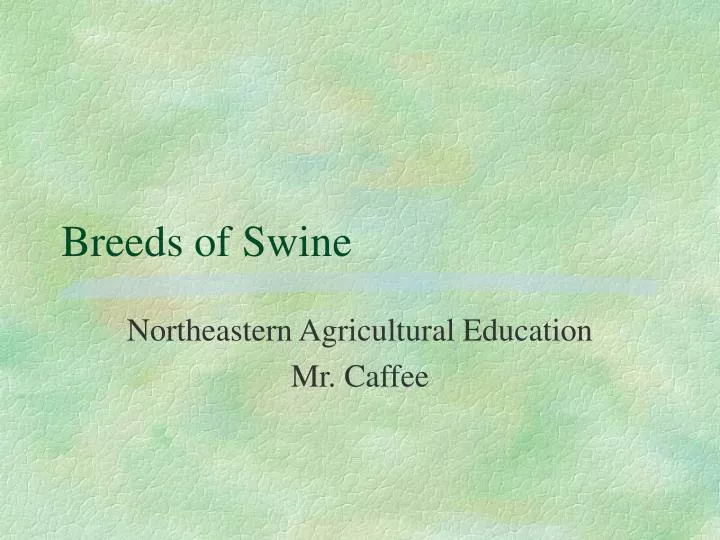 breeds of swine