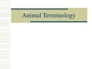 Animal Terminology