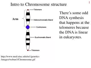 Intro to Chromosome structure
