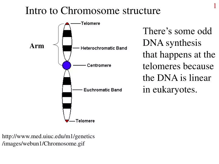 intro to chromosome structure