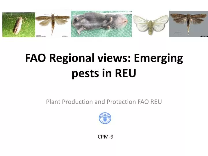 fao regional views emerging pests in reu