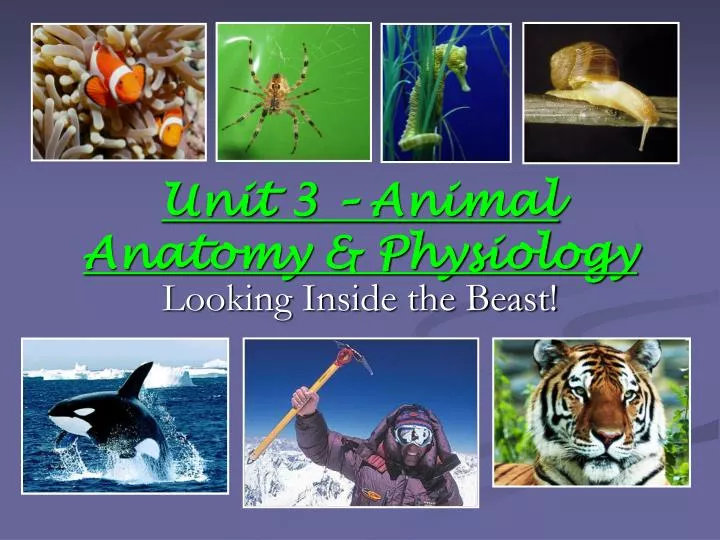 unit 3 animal anatomy physiology