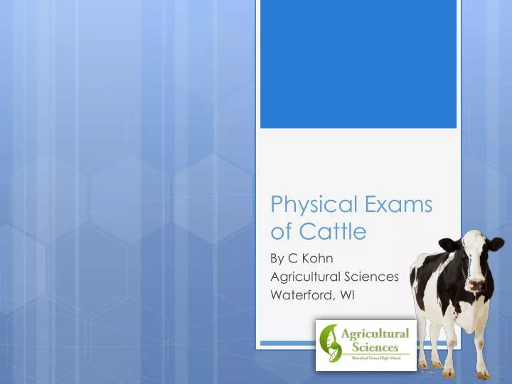 physical exams of cattle