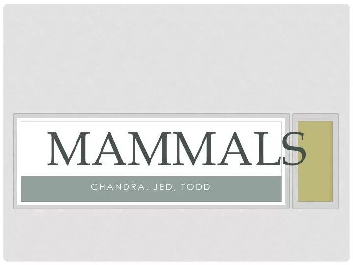 mammals