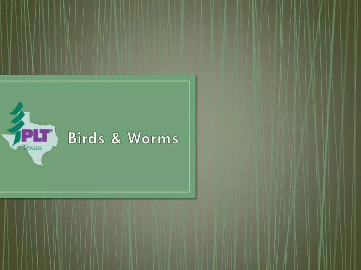 birds worms