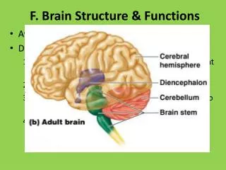 F. Brain Structure &amp; Functions