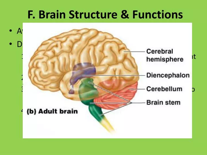 f brain structure functions