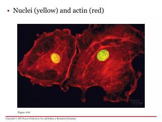 Nuclei (yellow) and actin (red)