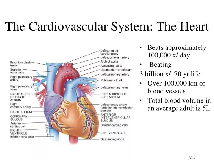 the cardiovascular system the heart