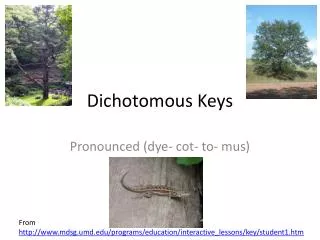 Dichotomous Keys