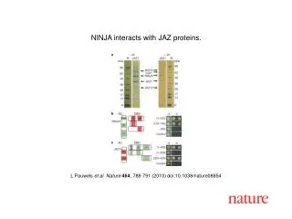 L Pauwels et al. Nature 464 , 788-791 (2010) doi:10.1038/nature08854