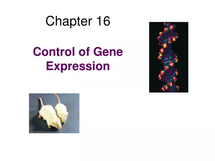 PPT - Chapter 16 Control Of Gene Expression PowerPoint Presentation ...