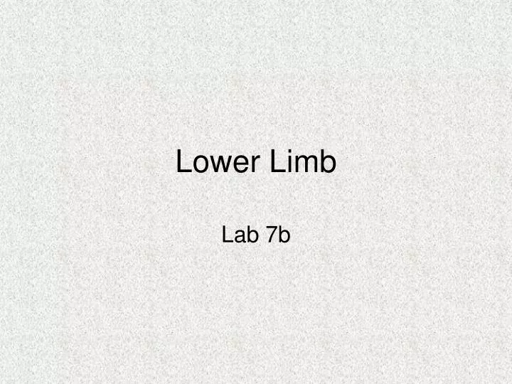 lower limb