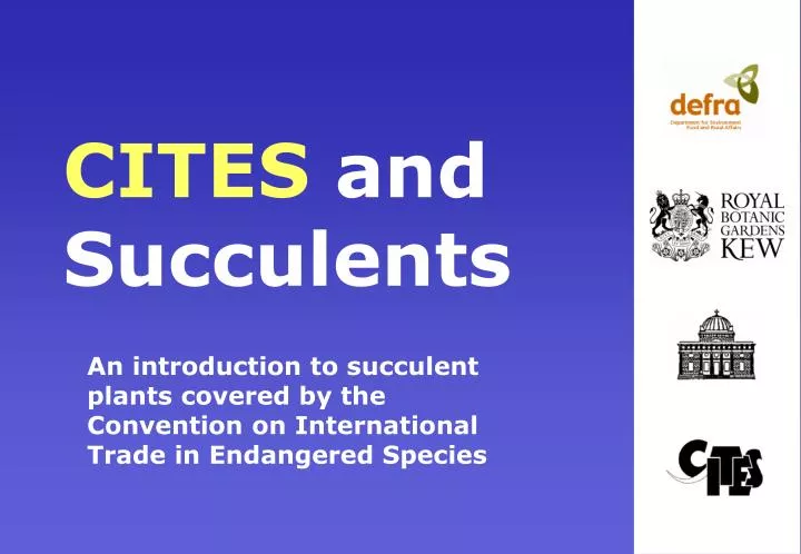 cites and succulents