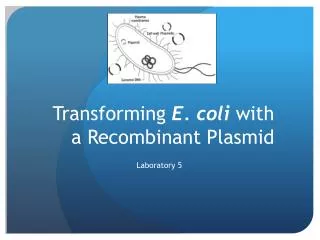 Transforming E. coli with a Recombinant Plasmid