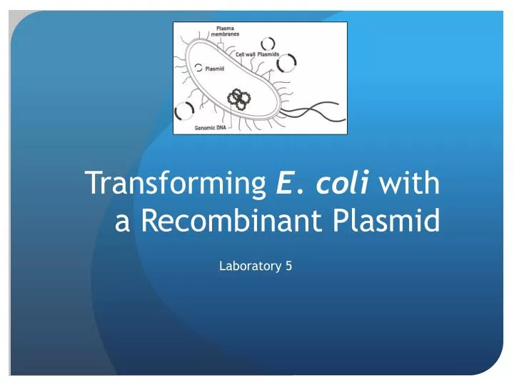 transforming e coli with a recombinant plasmid