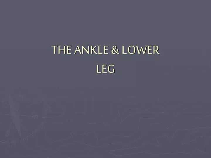 the ankle lower leg