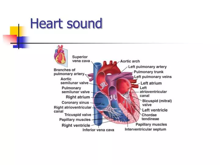heart sound