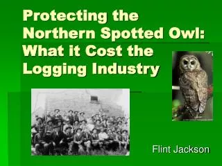 Protecting the Northern Spotted Owl: What it Cost the Logging Industry
