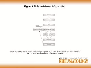 Figure 1 TLRs and chronic inflammation