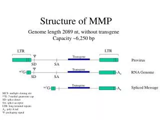 Structure of MMP