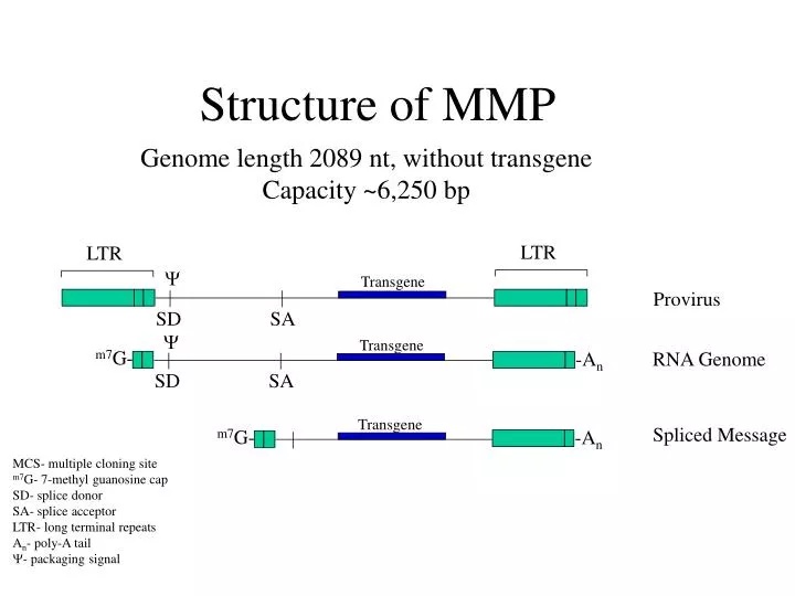 structure of mmp