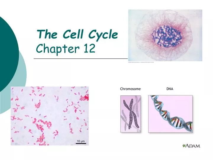 the cell cycle chapter 12