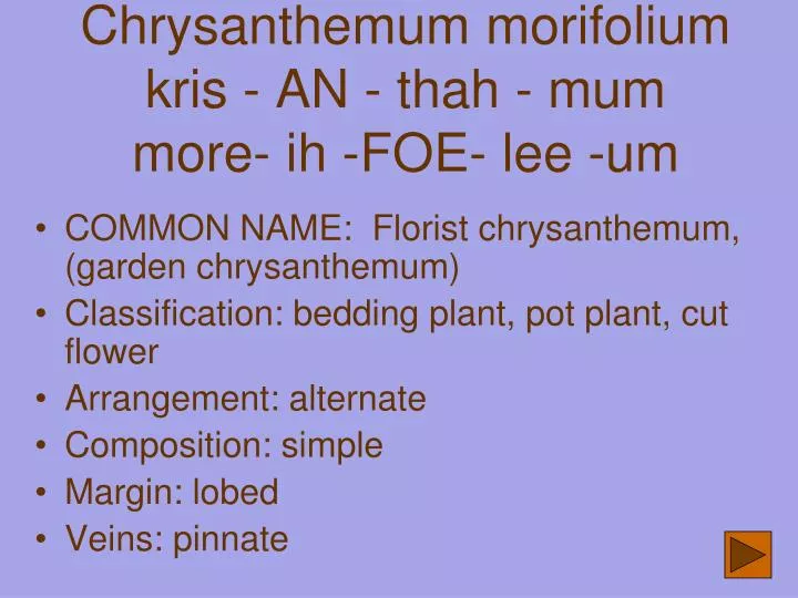 chrysanthemum morifolium kris an thah mum more ih foe lee um