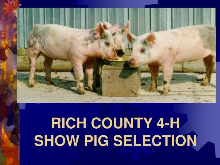 rich county 4 h show pig selection