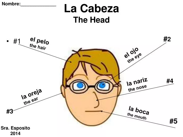 la cabeza the head