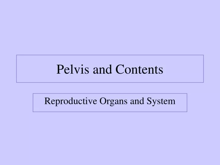 pelvis and contents