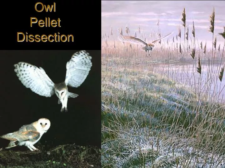 owl pellet dissection