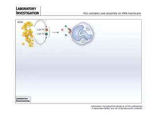 PVL secretion and assembly on PMN membrane