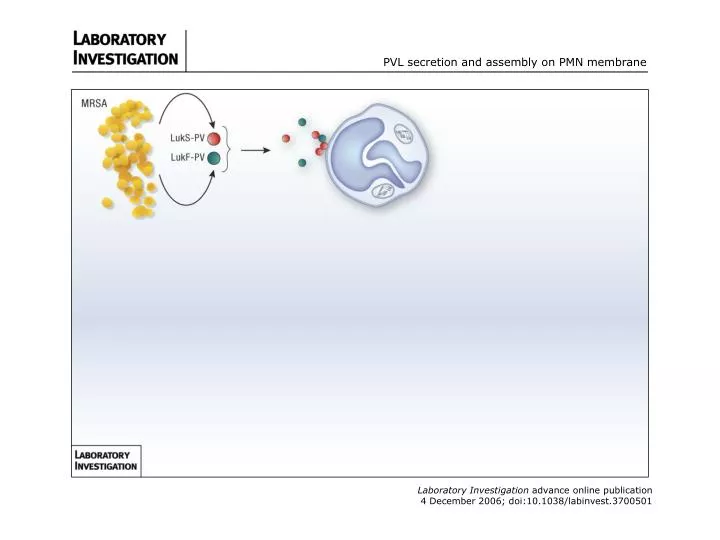 pvl secretion and assembly on pmn membrane