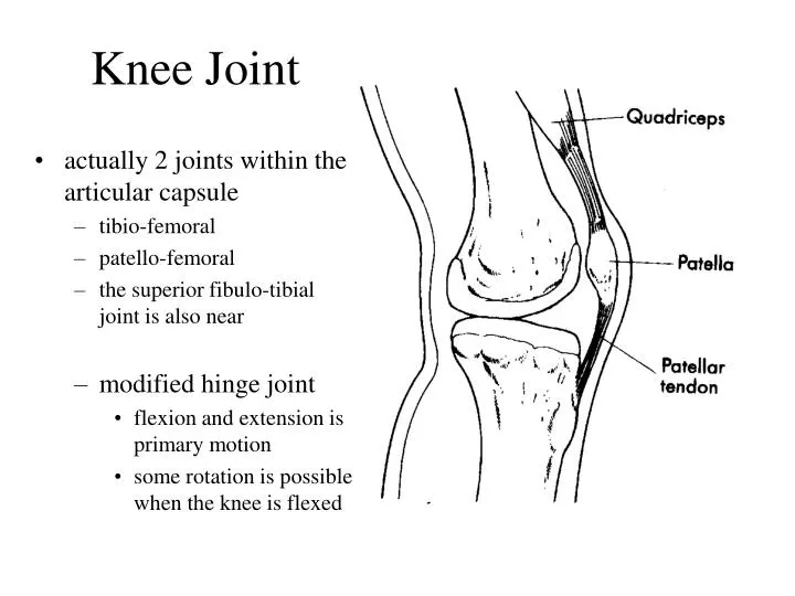 knee joint