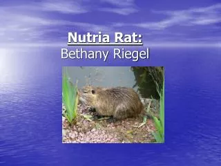 Nutria Rat: Bethany Riegel