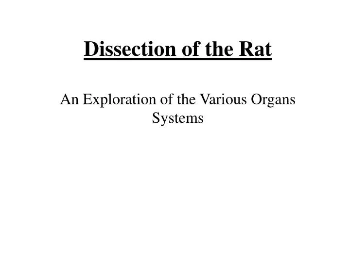 dissection of the rat