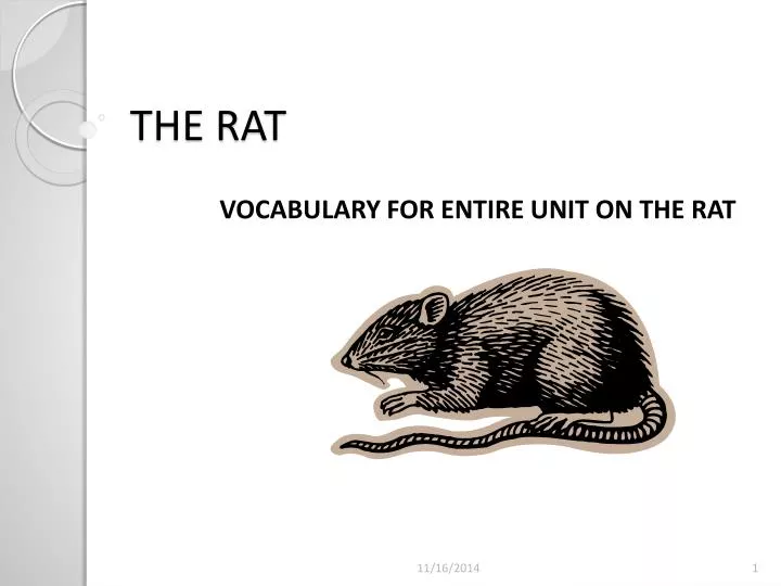 the rat