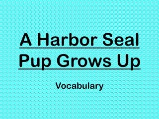 a harbor seal pup grows up