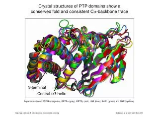 Crystal structures of PTP domains show a conserved fold and consistent C a -backbone trace