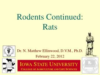 Rodents Continued: Rats