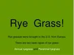 Rye Grass! - slide 1