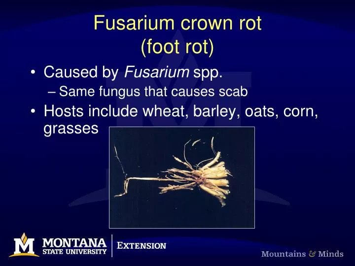 fusarium crown rot foot rot