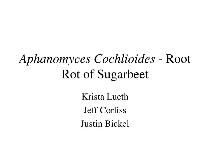 aphanomyces cochlioides root rot of sugarbeet