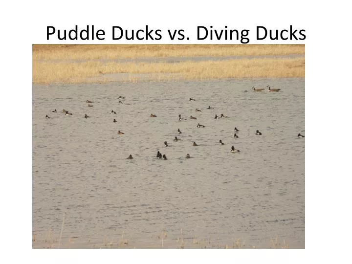 puddle ducks vs diving ducks