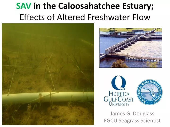 sav in the caloosahatchee estuary effects of altered freshwater flow