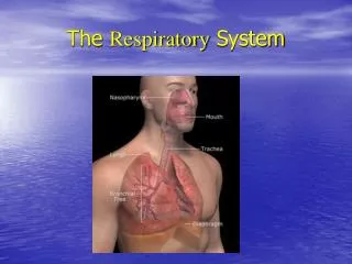 the respiratory system