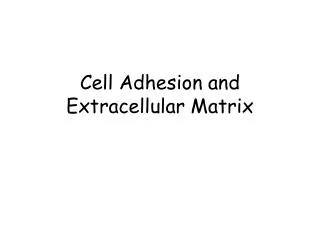 Cell Adhesion and Extracellular Matrix